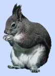 [Image: Squirrel - Pest Control]