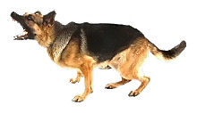 [Image: Barking Dog]
