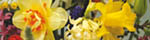 [Image: Spring Garden Show 2008]