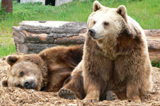 [Image: Bears - Camperdown Wildlife Centre]