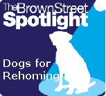 Dogs for Rehoming