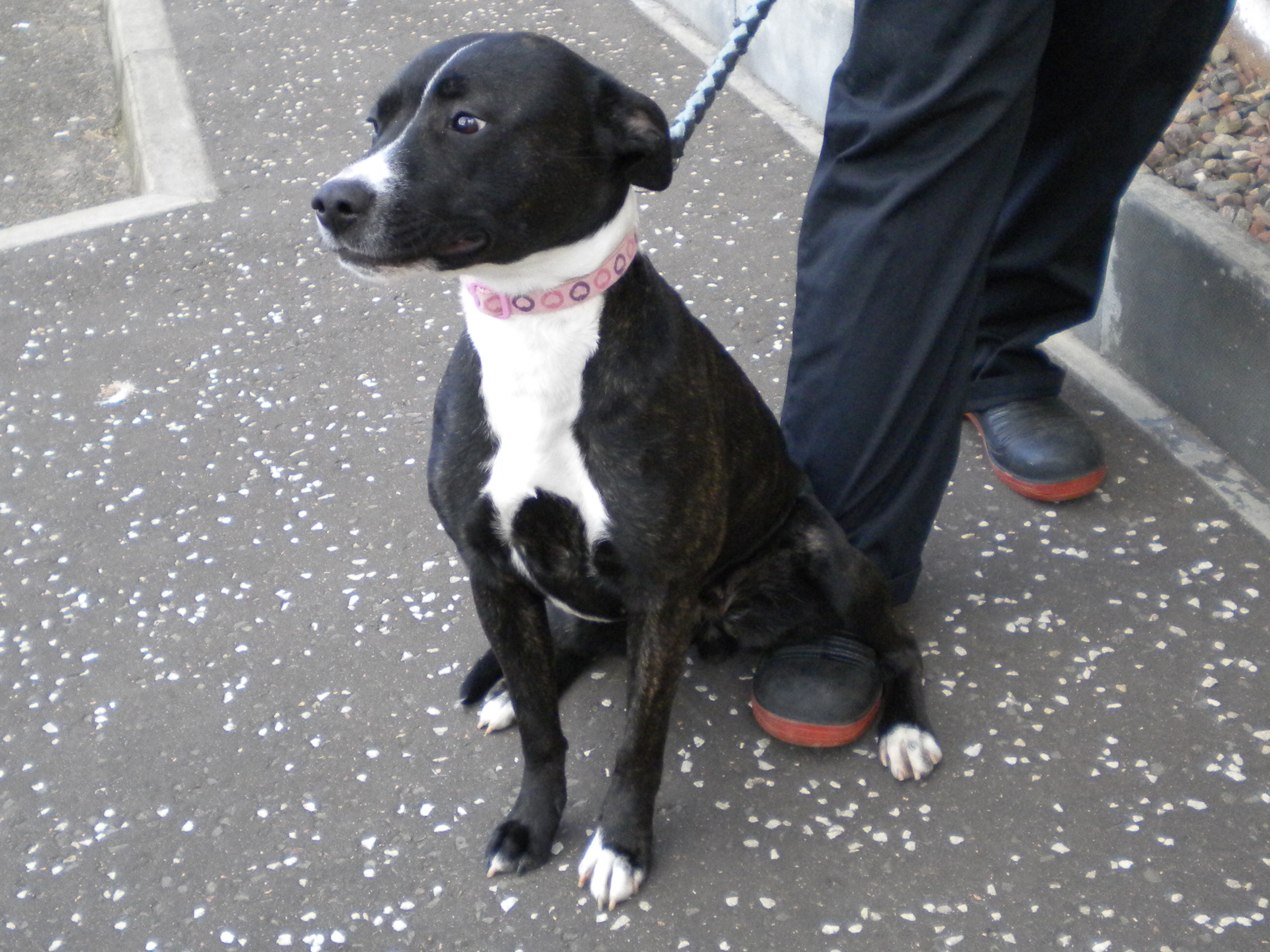 Mia Dundee City Council