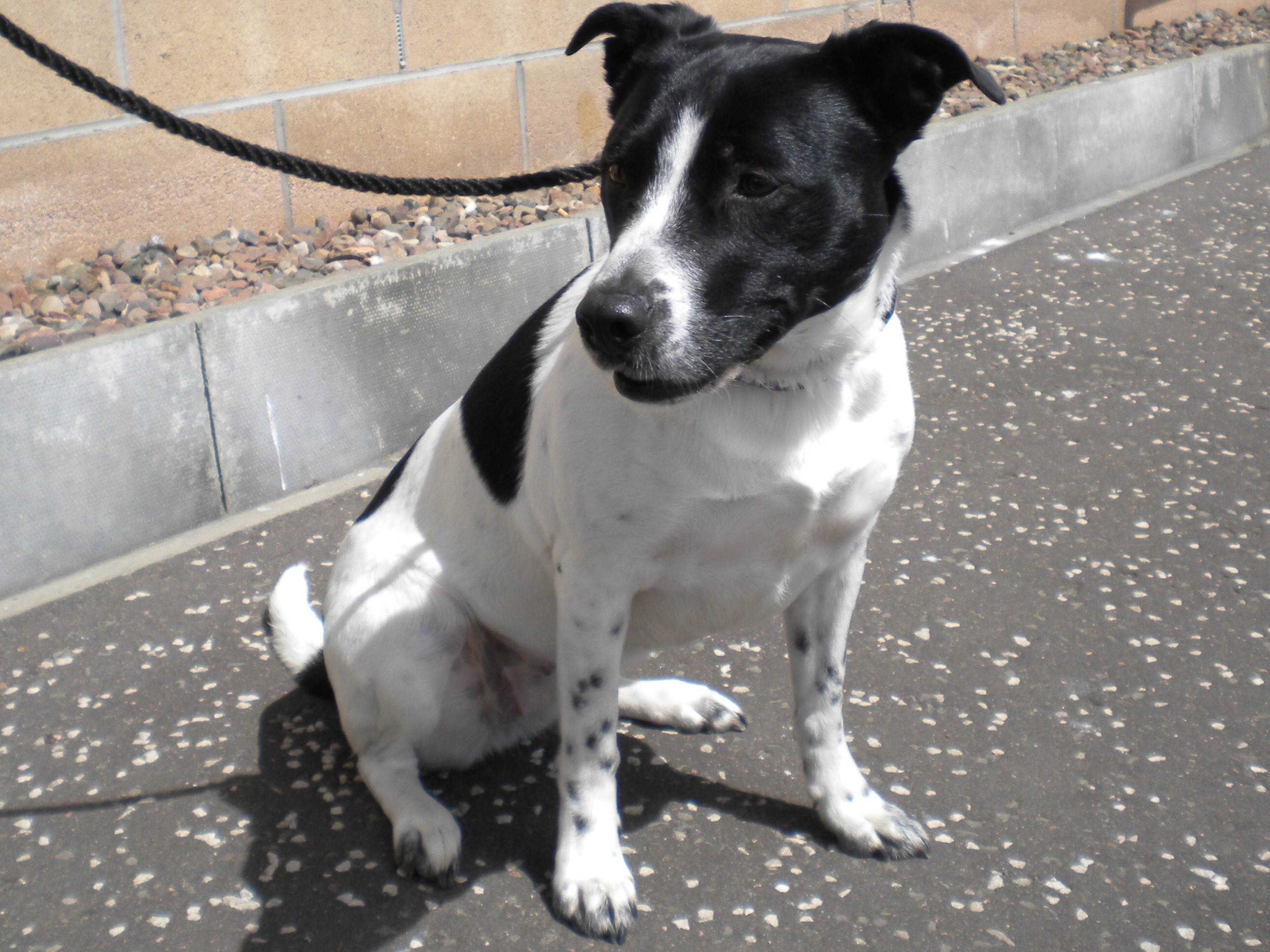 Patch Dundee City Council