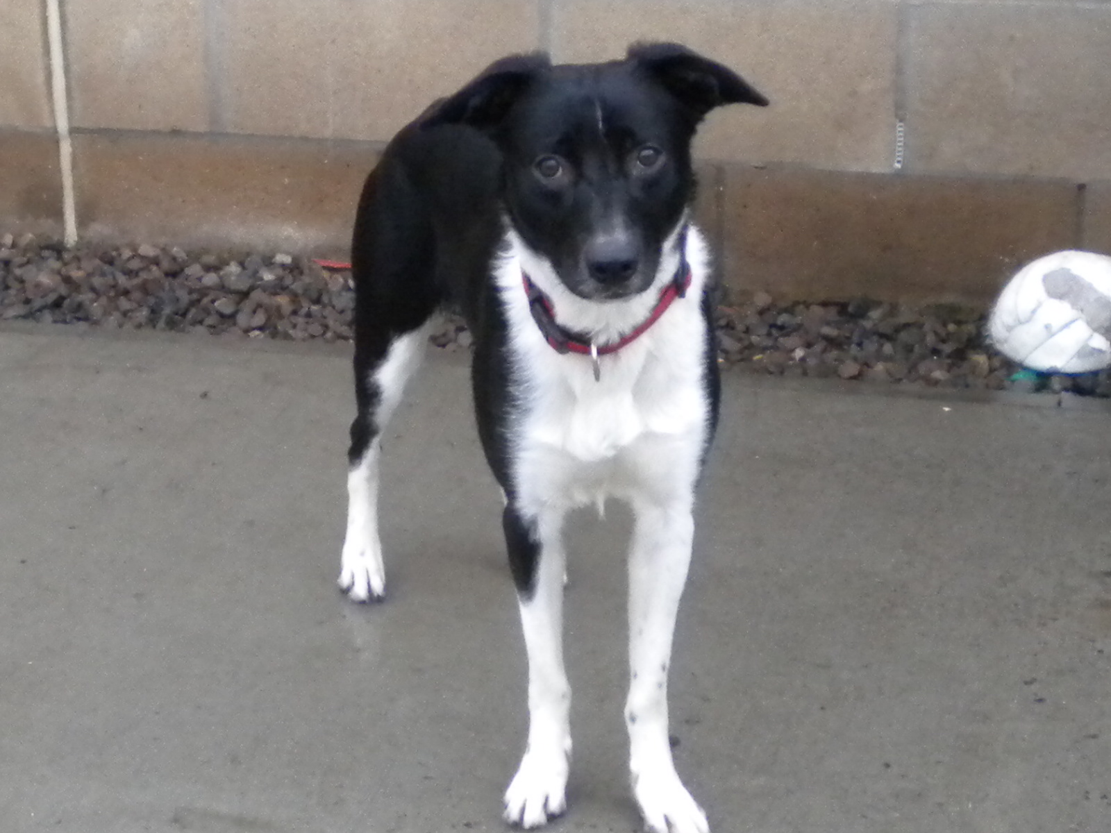 Wolfie Dundee City Council