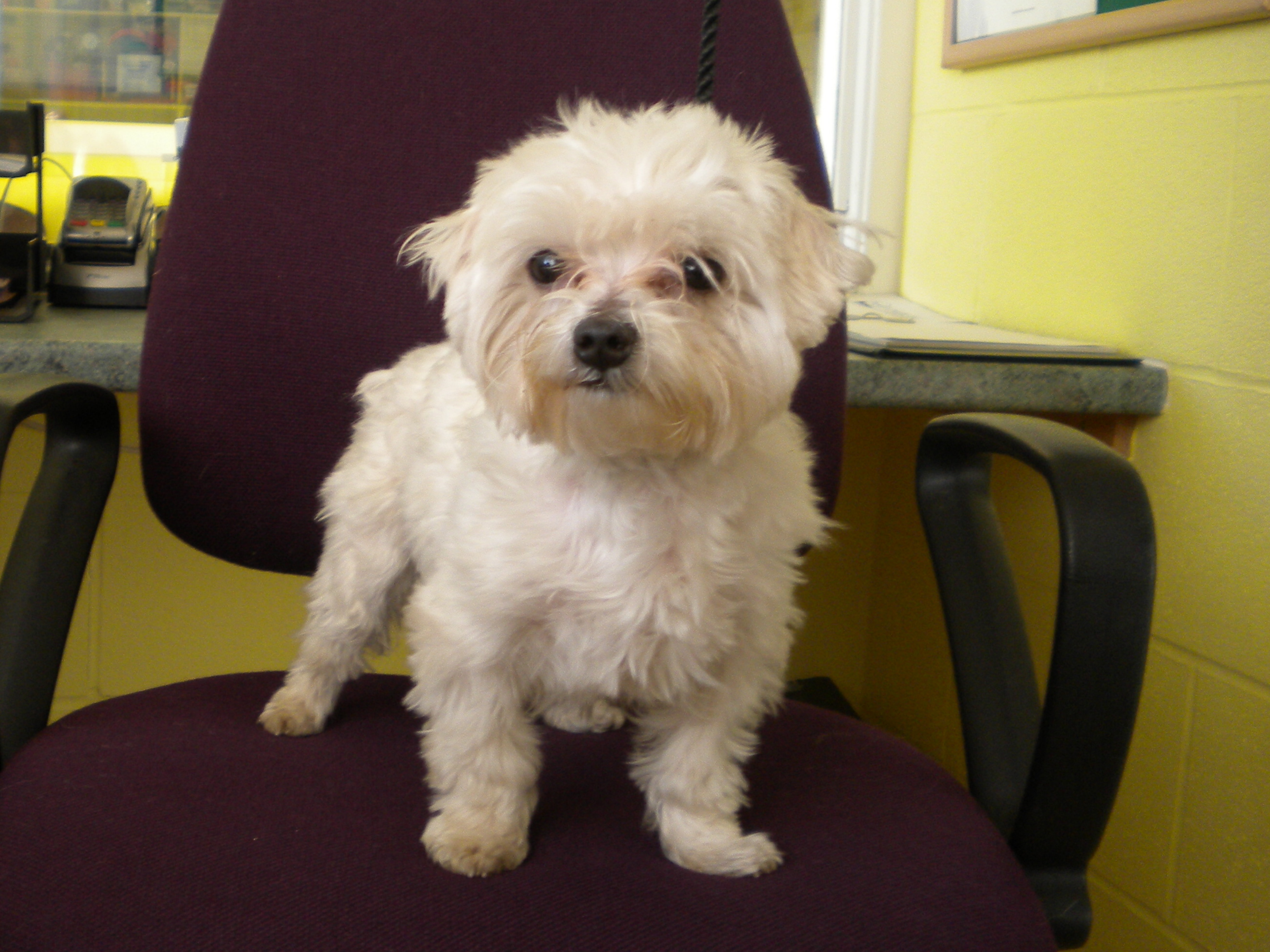 Rocky Dundee City Council