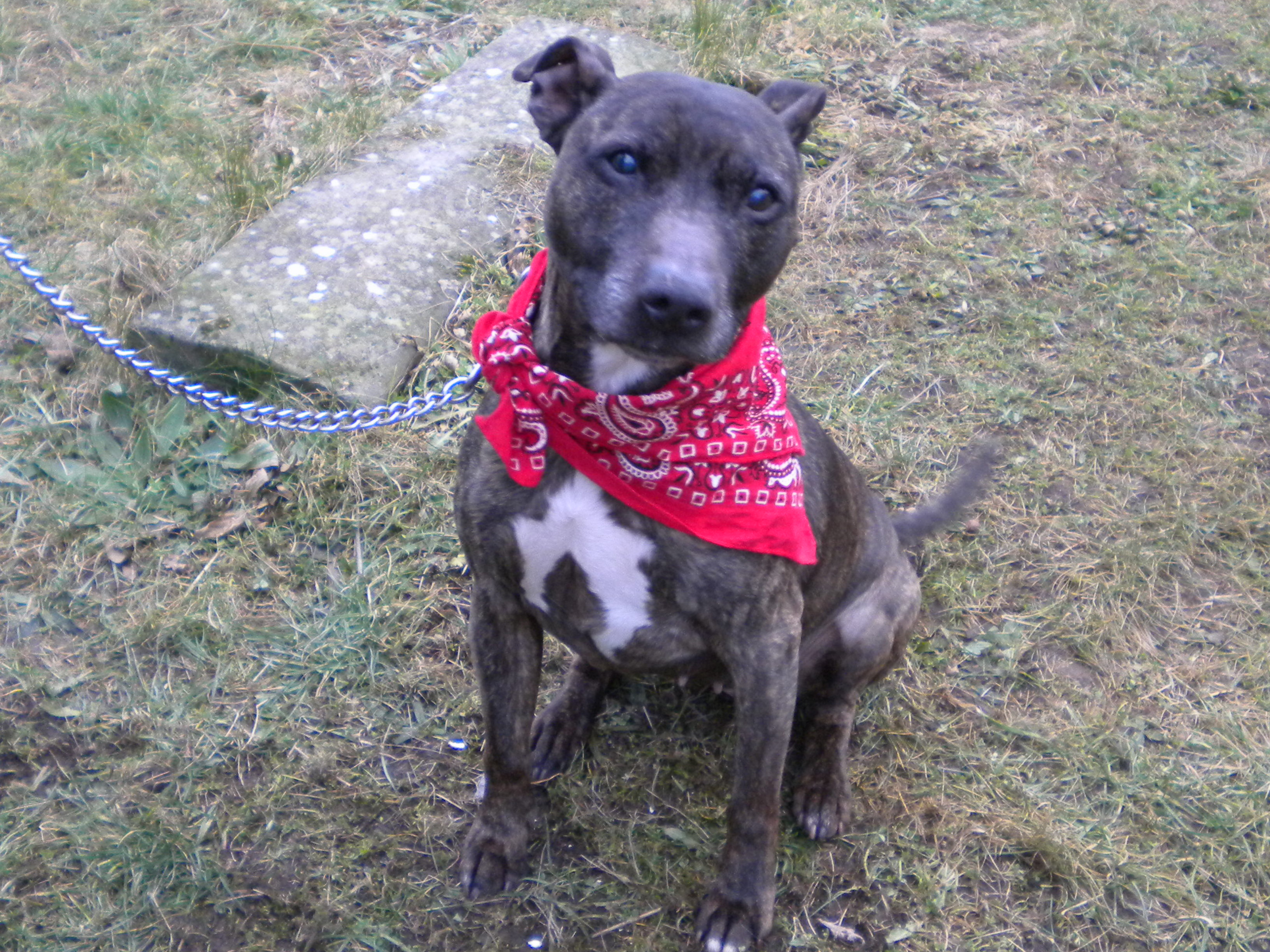 Sophie Dundee City Council