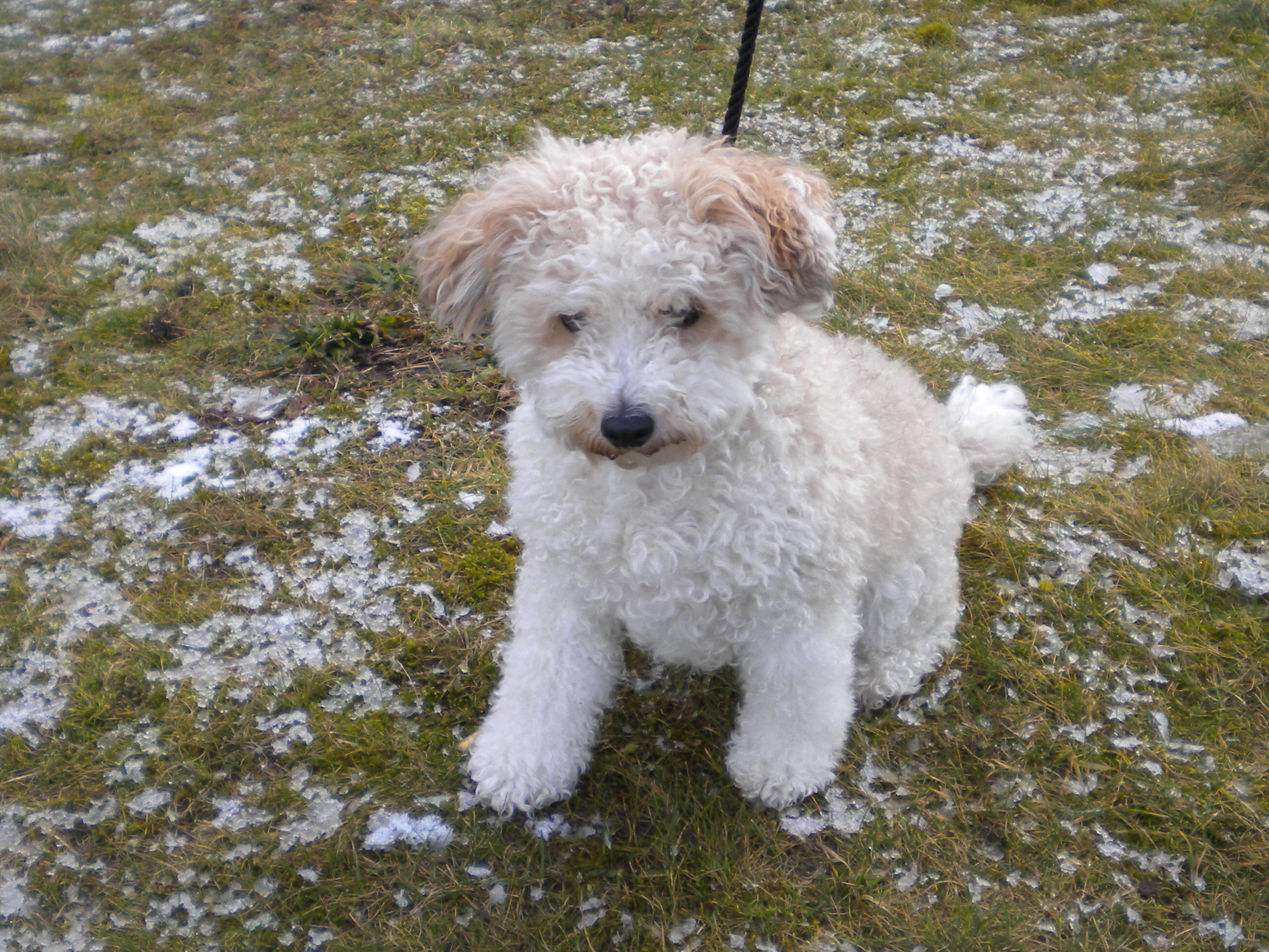 Duke Dundee City Council