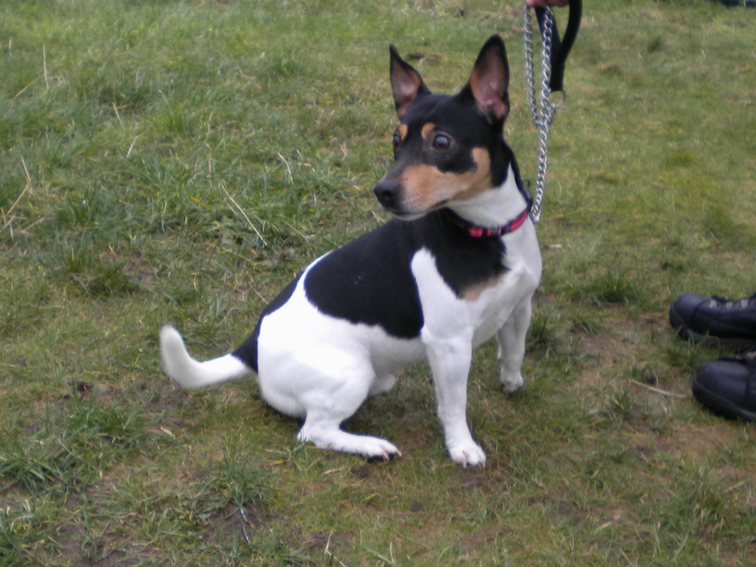 Archie Dundee City Council