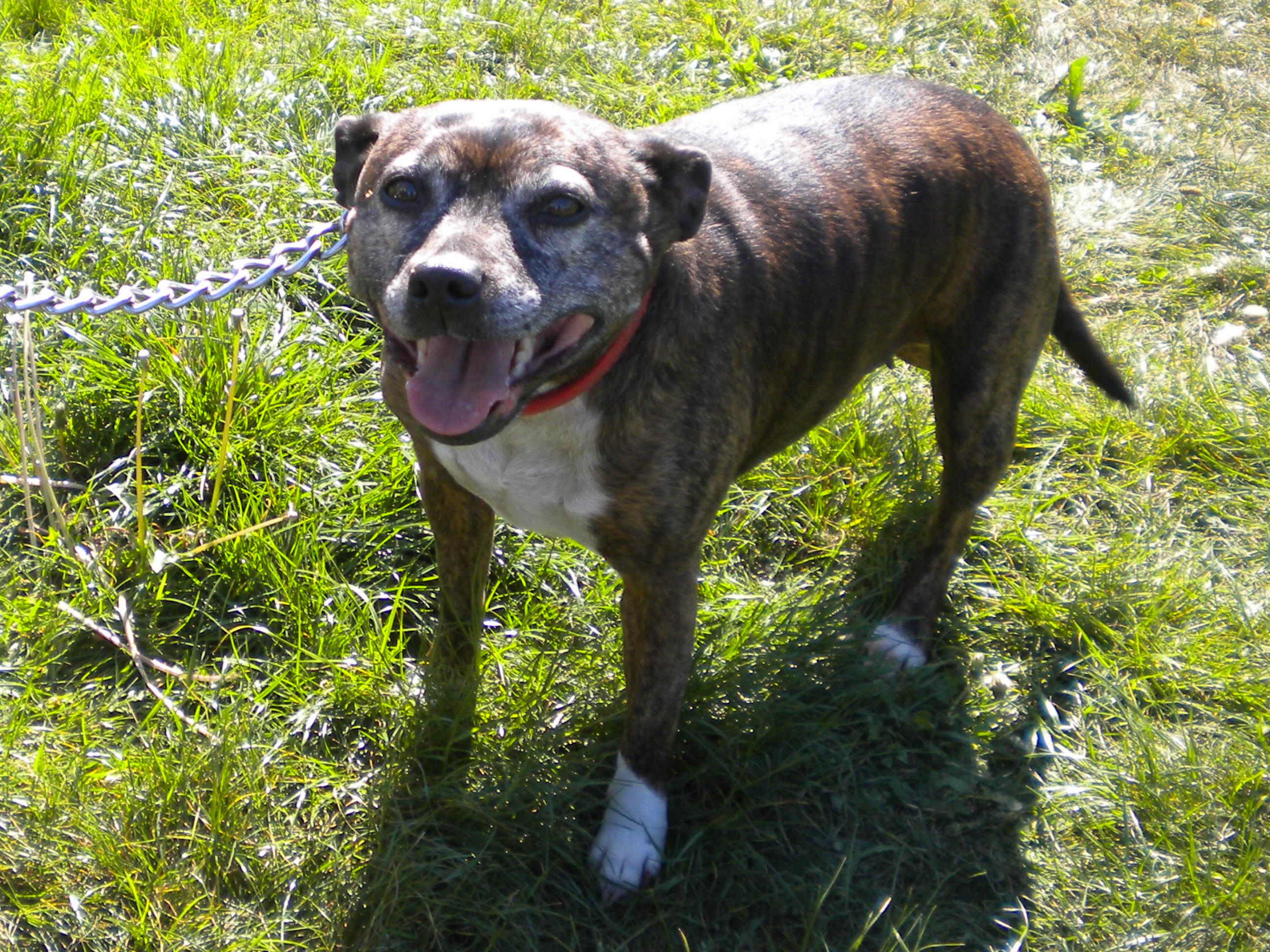 Canute Dundee City Council