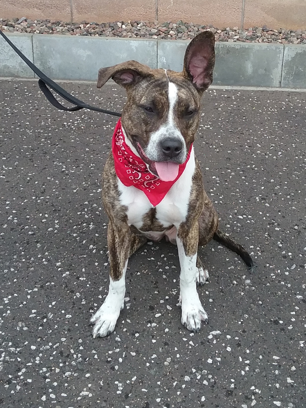 Angel Dundee City Council