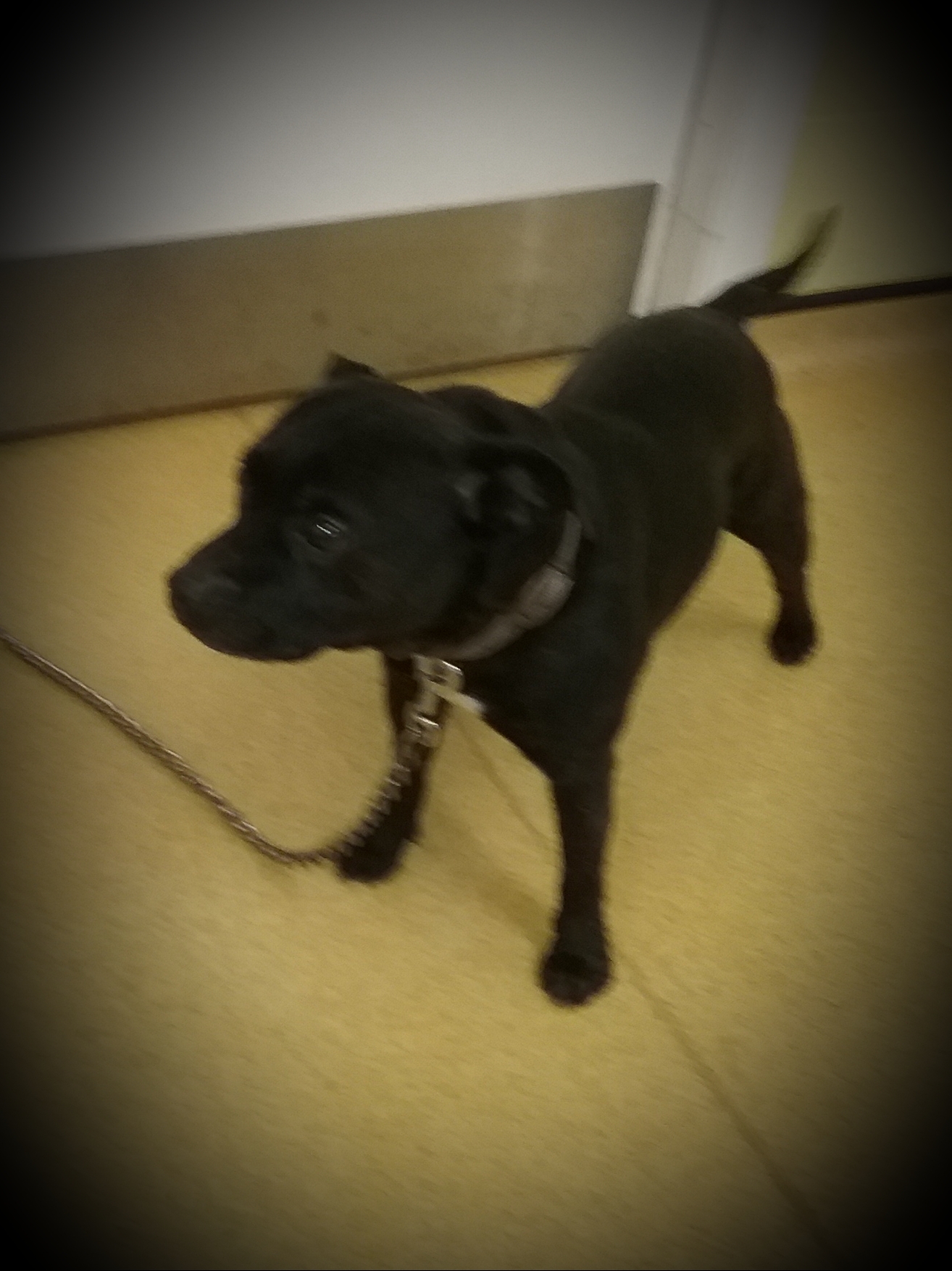 Boss Dundee City Council