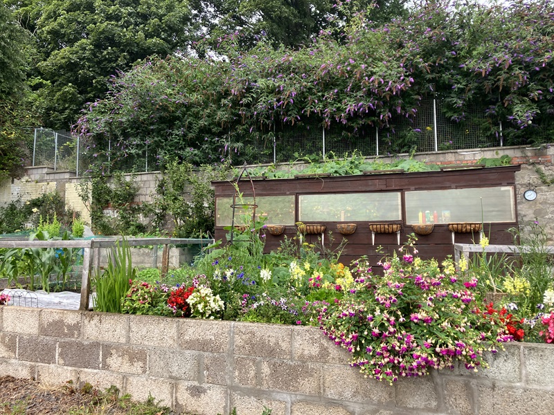 Community Garden - first place - Dudhope Multicultural Centre