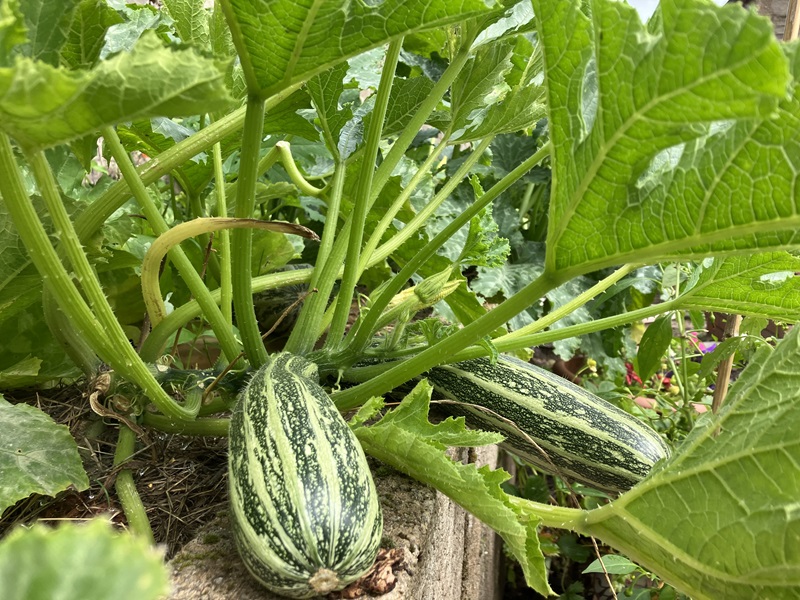 Community Garden - first place - Dudhope Multicultural Centre