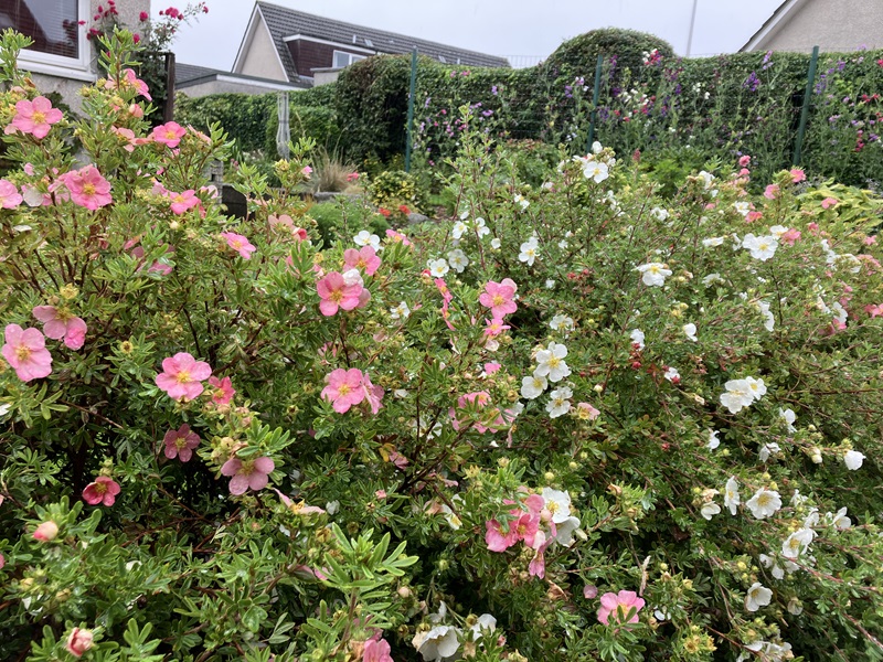 Residential front garden or entrance - Runners up