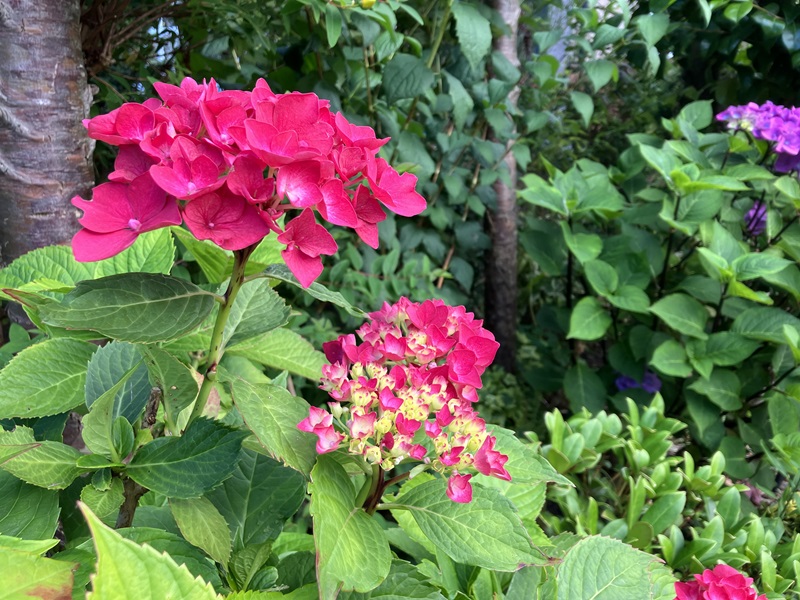 Residential front garden or entrance - Runners up