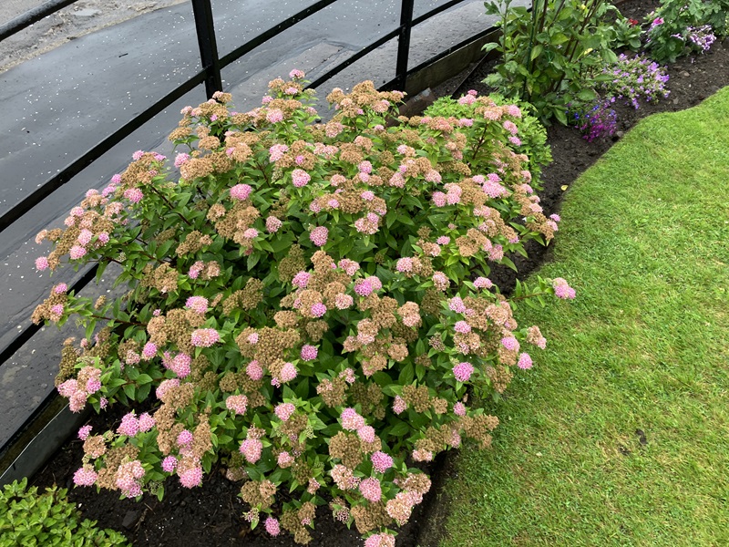 Residential front garden for council house tenants - First place