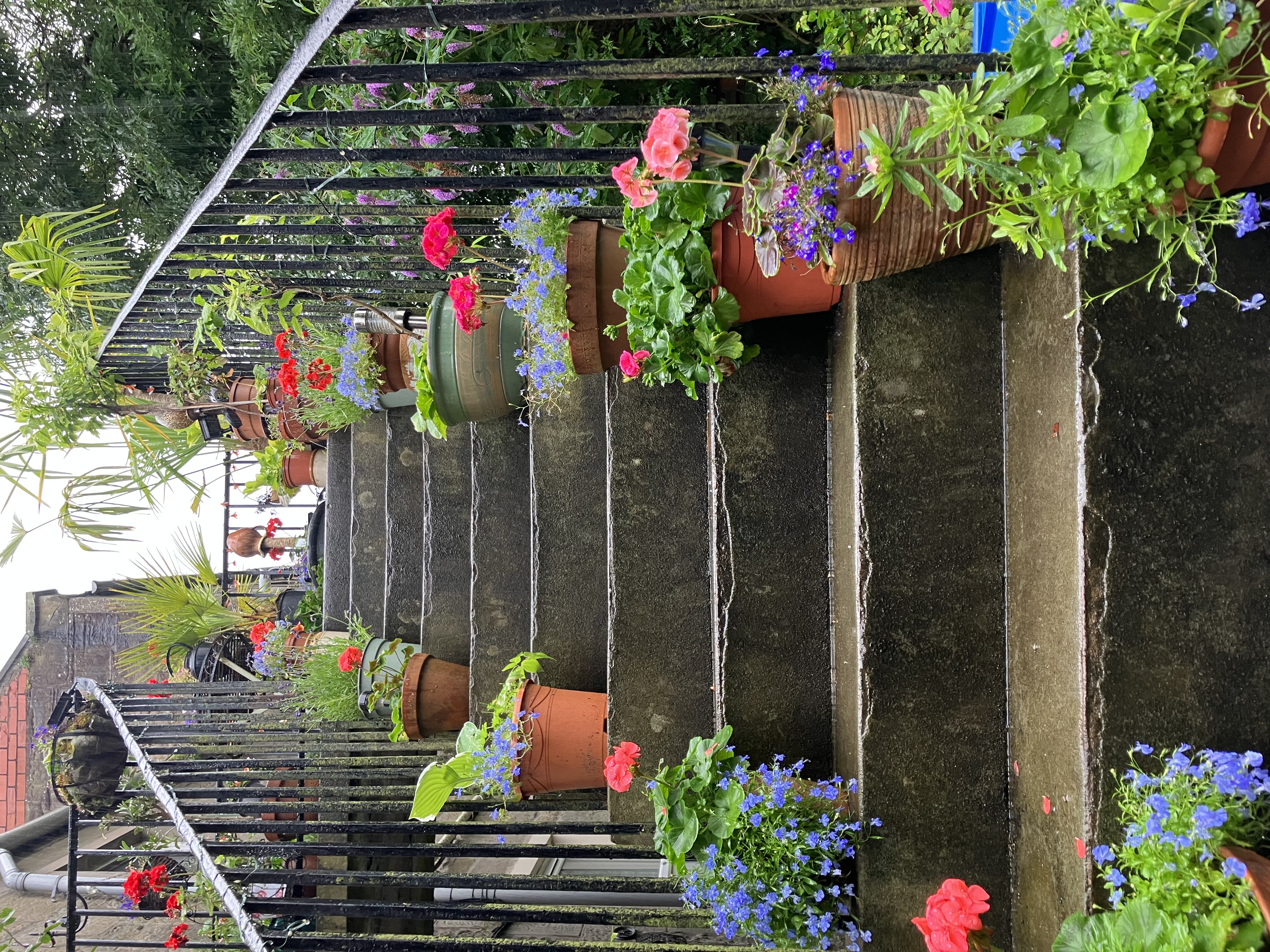 Display of window boxes and/or patio planters - First place