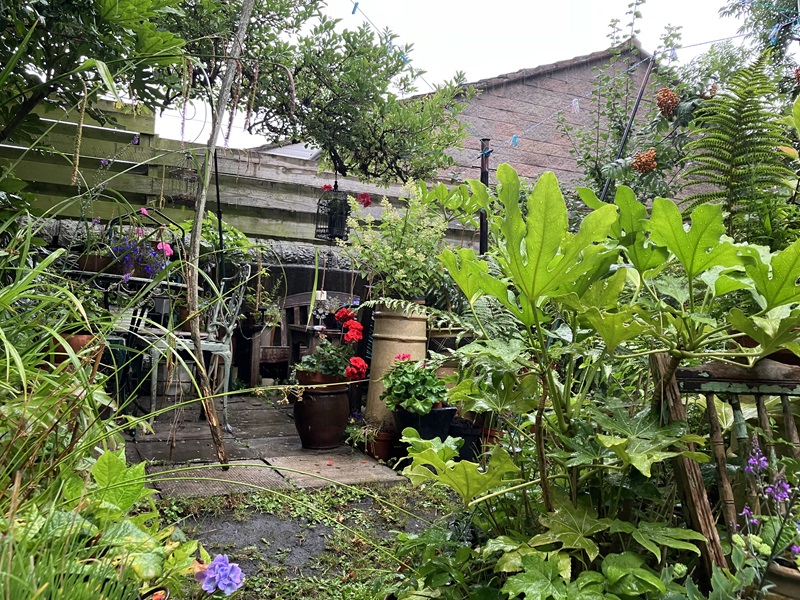 Display of window boxes and/or patio planters - First place