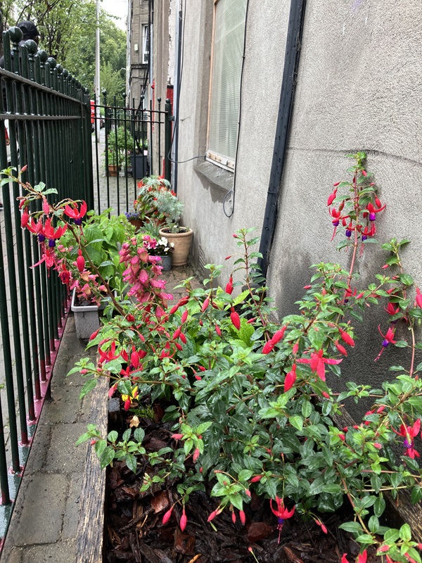 Display of window boxes and/or patio planters - Second place