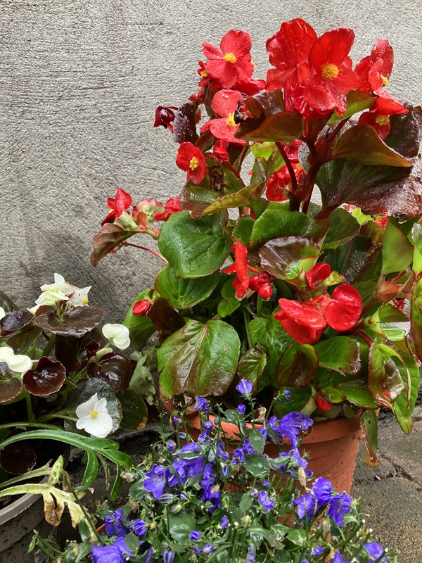 Display of window boxes and/or patio planters - Second place