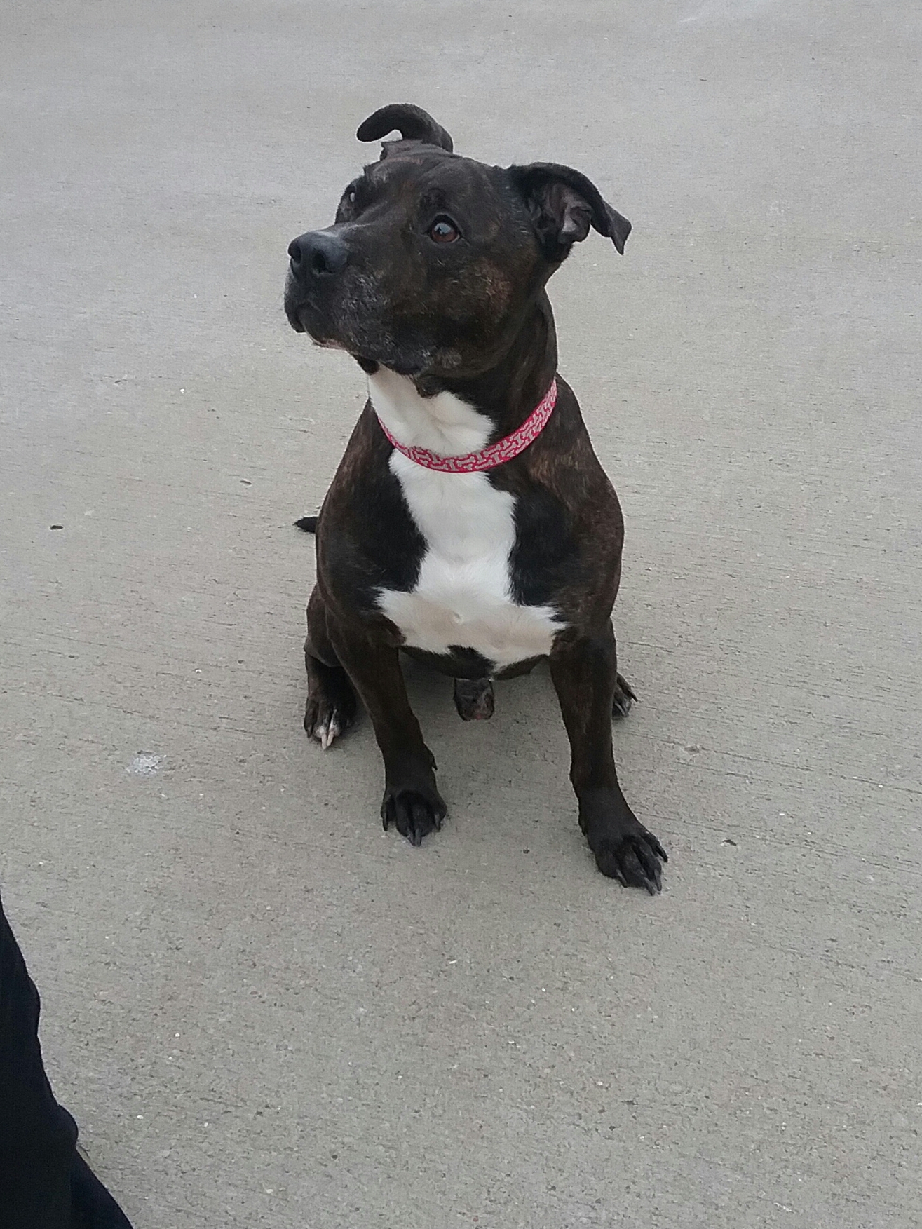 Cody Dundee City Council