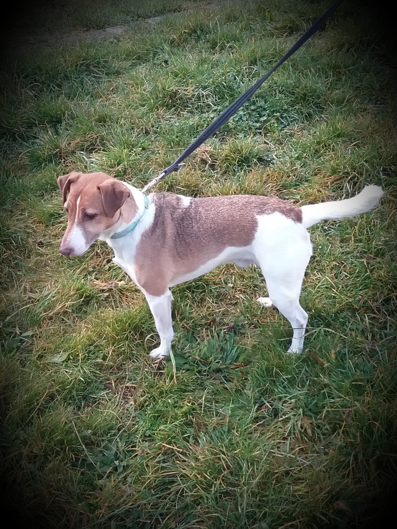 Dougal Dundee City Council