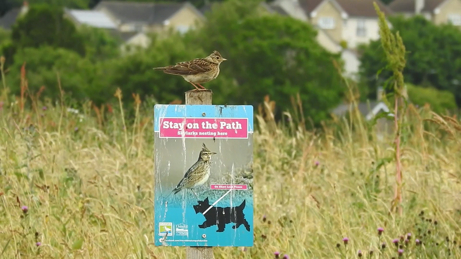 Skylarks at Riverside Dundee City Council