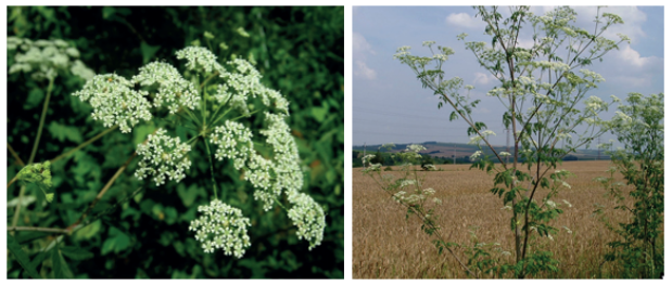 Green stem with purple-red spots,. Leaves with serrated edges and white f lowers