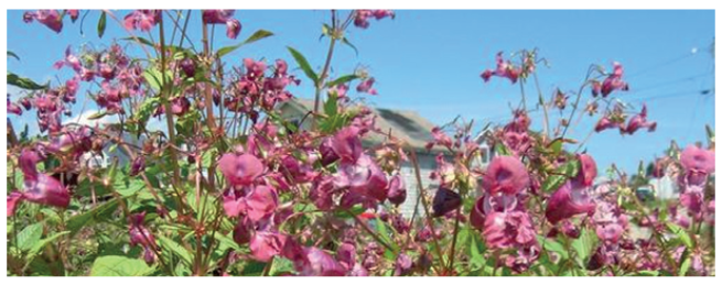 Purple-pink, umbrella shaped flowers. Red stems and dark green leaves