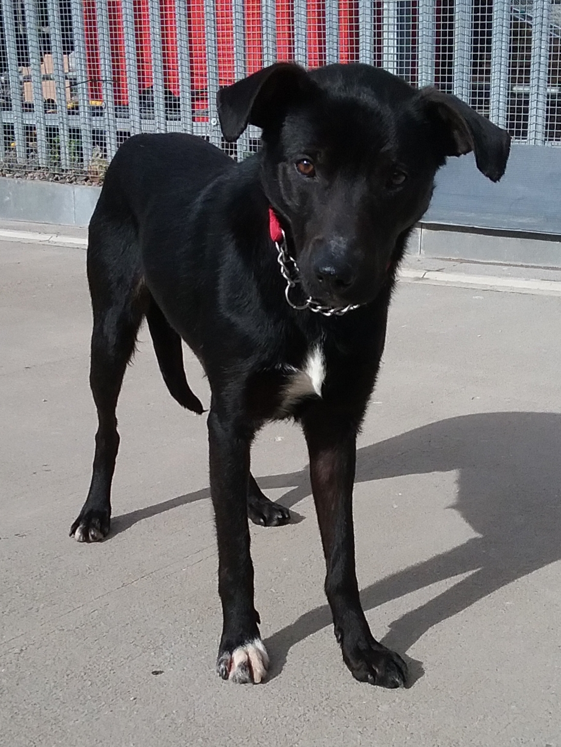 Paddy Dundee City Council