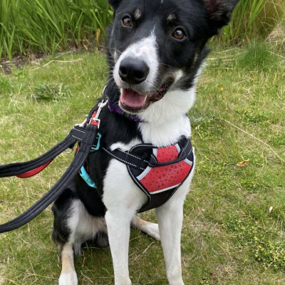 Benji, Border Collie, Male, 1 year and 7 months old, tri colour, short hair, medium.
