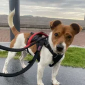 🐾Sparky, Jack Russell, Male, Under 1 Year Old, Tan & White, Small, Short Hair.