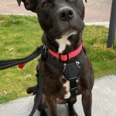 Sassy, Staffie Cross, Female, 4 Years Old, Brindle & White, Medium, Short Hair.