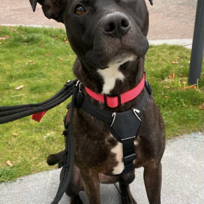 Sassy, Staffie Cross, Female, 4 Years Old, Brindle & White, Medium, Short Hair.
