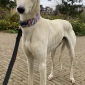 Sol, Lurcher, Male, Approximately 4-6 Years Old, White/Cream, Large, Short Hair.