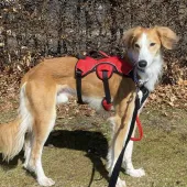 Saluki, Male, Approximately 3 Years old, Tan and White, Medium to Large, Feathered Coat. 
