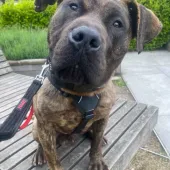 Paddy, Cross Breed, Male, Approximately 1 Year Old, Brindle & White, Medium to Large, Short Hair. 