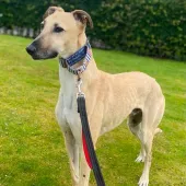 Rusty, Lurcher, Male, 4 years old, Fawn, Large, short hair.