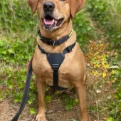Aurora, Labrador, Female, 8 Years Old, Red, Medium, Short Hair