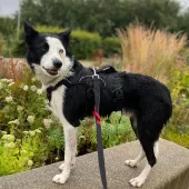 Blue, Collie, Male, 4 Years Old, Black and White, Medium.