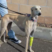 Lass, Lurcher, Female, Approximately 11 Months Old, Fawn, Medium, Short Hair