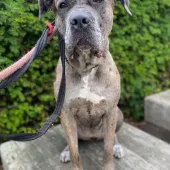 Ava, Cross Breed, Female, 2 - 3 Years Old, Grey Merle, Large, Short Hair.
