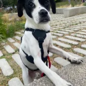 Logi, Cross Breed, Male, 8 Years Old, White & Black, Small, Short Hair.