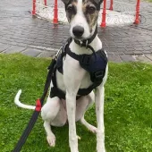 Dolly, Lurcher, Female, Approximately 1 year old, Medium to Large, White/Brown & Brindle, Short Hair
