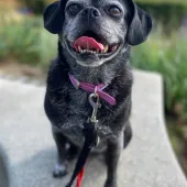 Kit, Pug Cross, Female, 10 Years Old, Black & Grey, Small, Short Hair