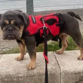 Mayple, English Bulldog, Female, 6 Years Old, Blue Tan & Grey, Medium, Short Hair