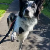 Jess, Collie Cross, Female, Black & White, Medium, Semi Long Hair