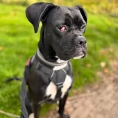 Blossom, Boxer Cross, Female, Approximately 10 Month to 1 Year Old, Black & White, Large, Short Hair.
