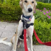 image of Freddy the dog