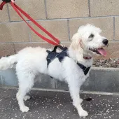 Image of Millie, a cream coloured Cockapoo, medium size.
